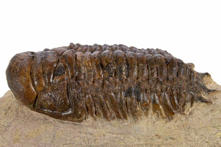 Bargain, Crotalocephalina Trilobite - Atchana, Morocco #341304